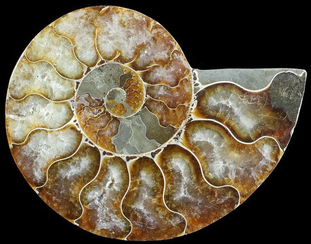Agatized Ammonite Fossil (Half) #68827